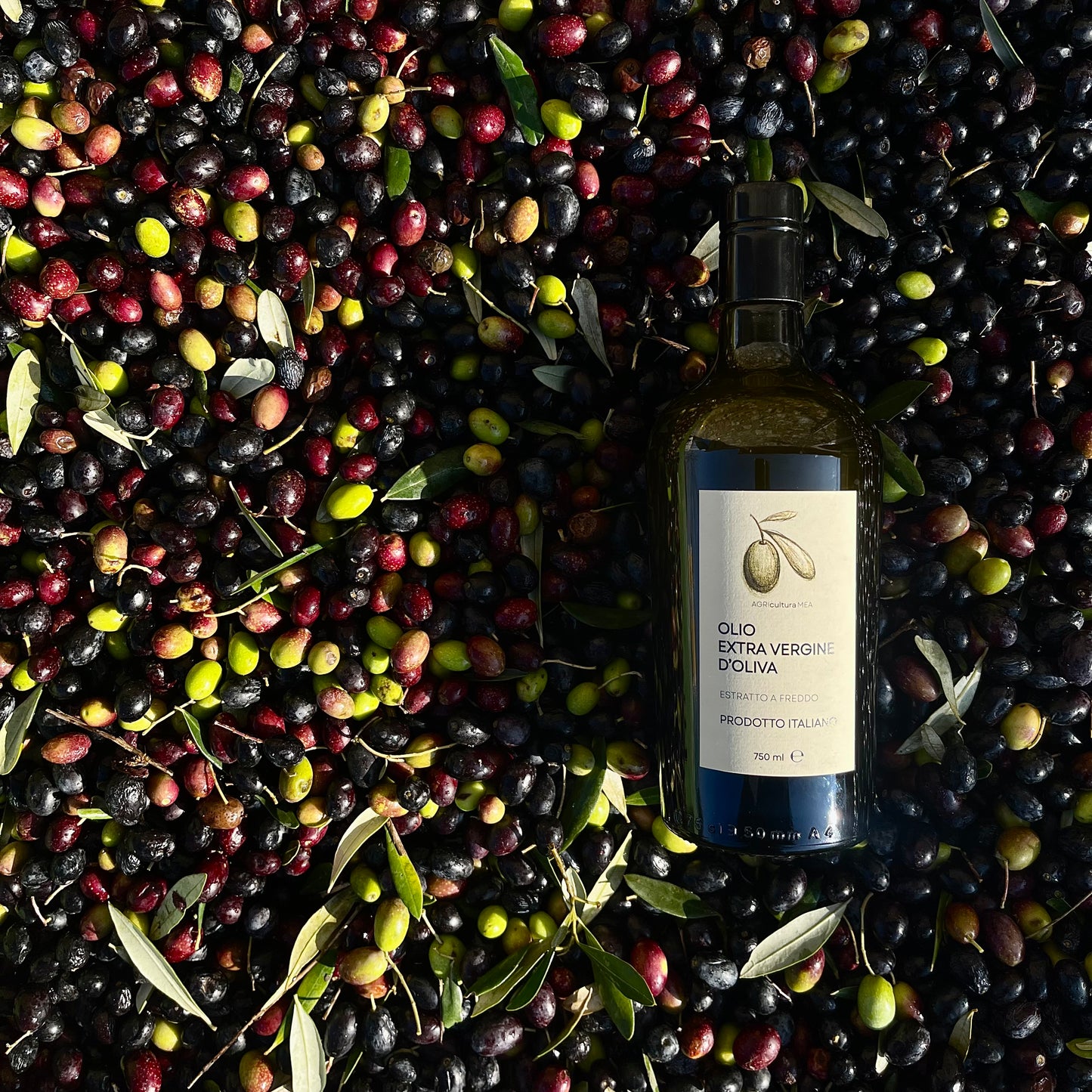 Olio Extravergine di Oliva AGRIculturaMEA - 750 ml